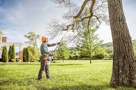 How Our Tree Care Process Works  in Juneau, WI