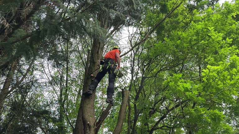 Professional Tree Services in Juneau, WI